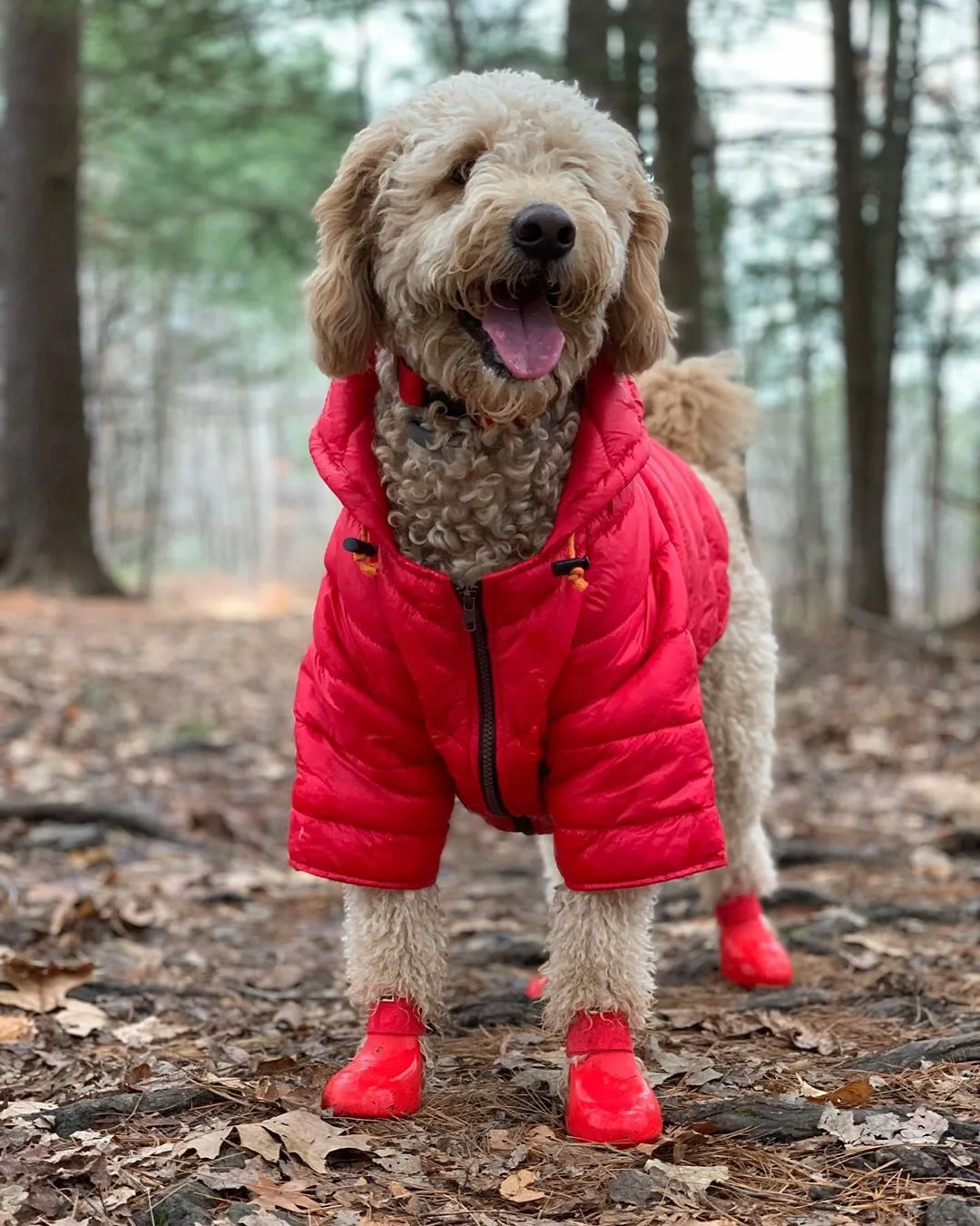 Dog Boots - WagWellies™ (1 pair of 2)