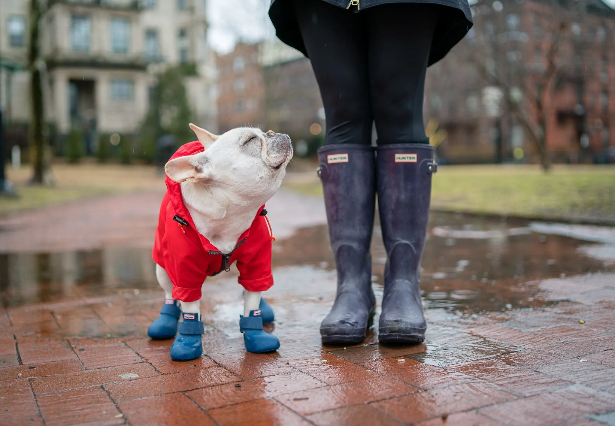 Dog Boots - WagWellies™ (1 pair of 2)