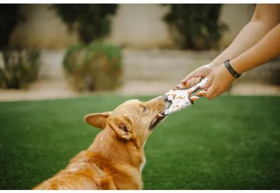 Dog Toy Flying Disc