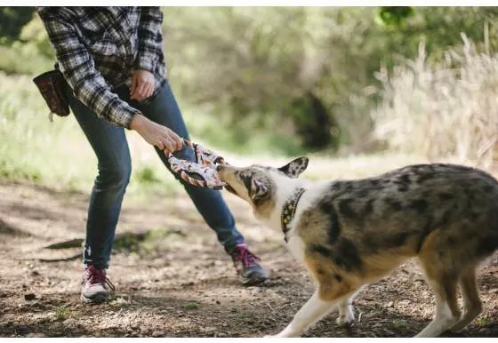 Dog Toy Flying Disc