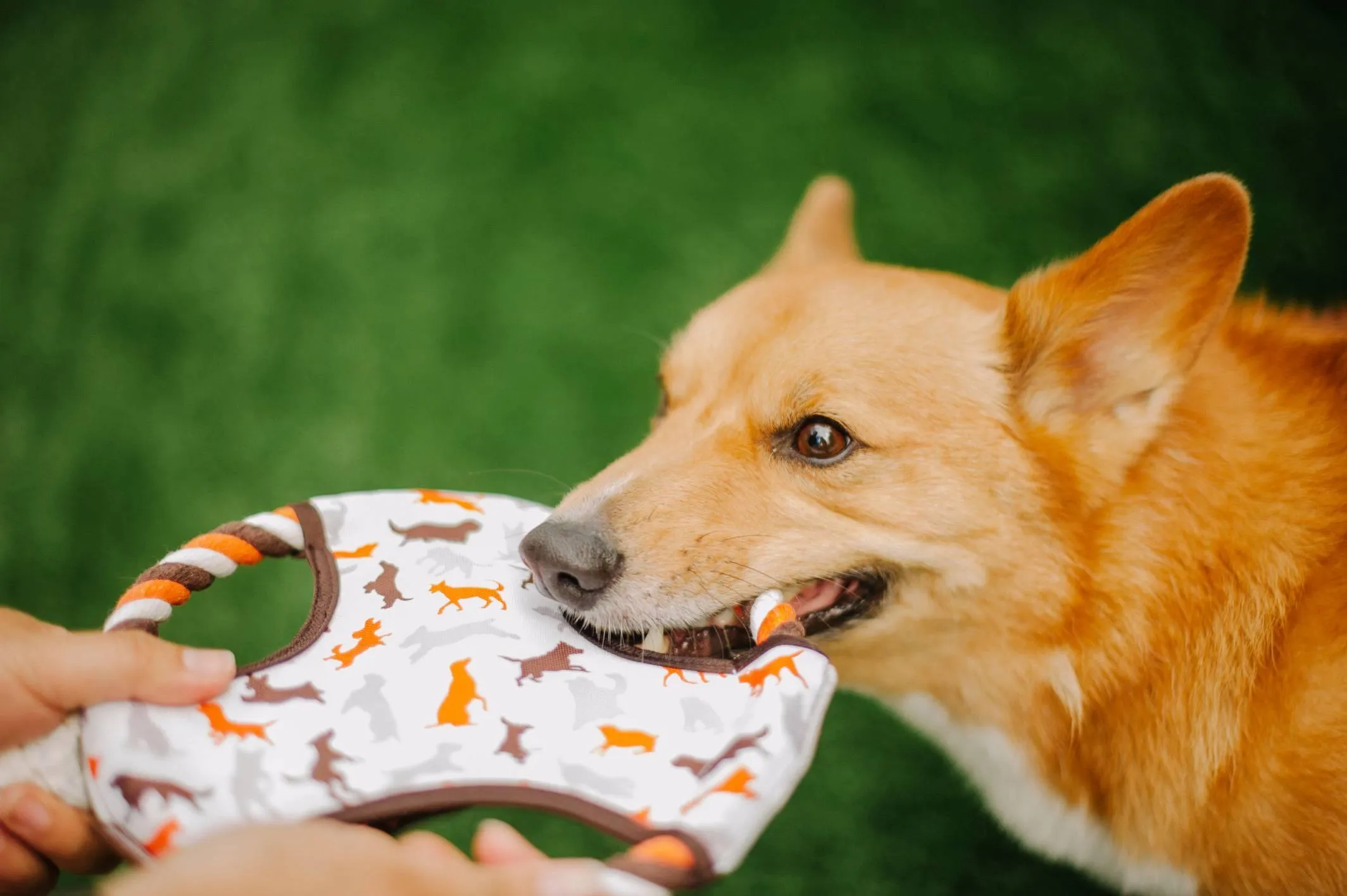 Dog Toy Flying Disc