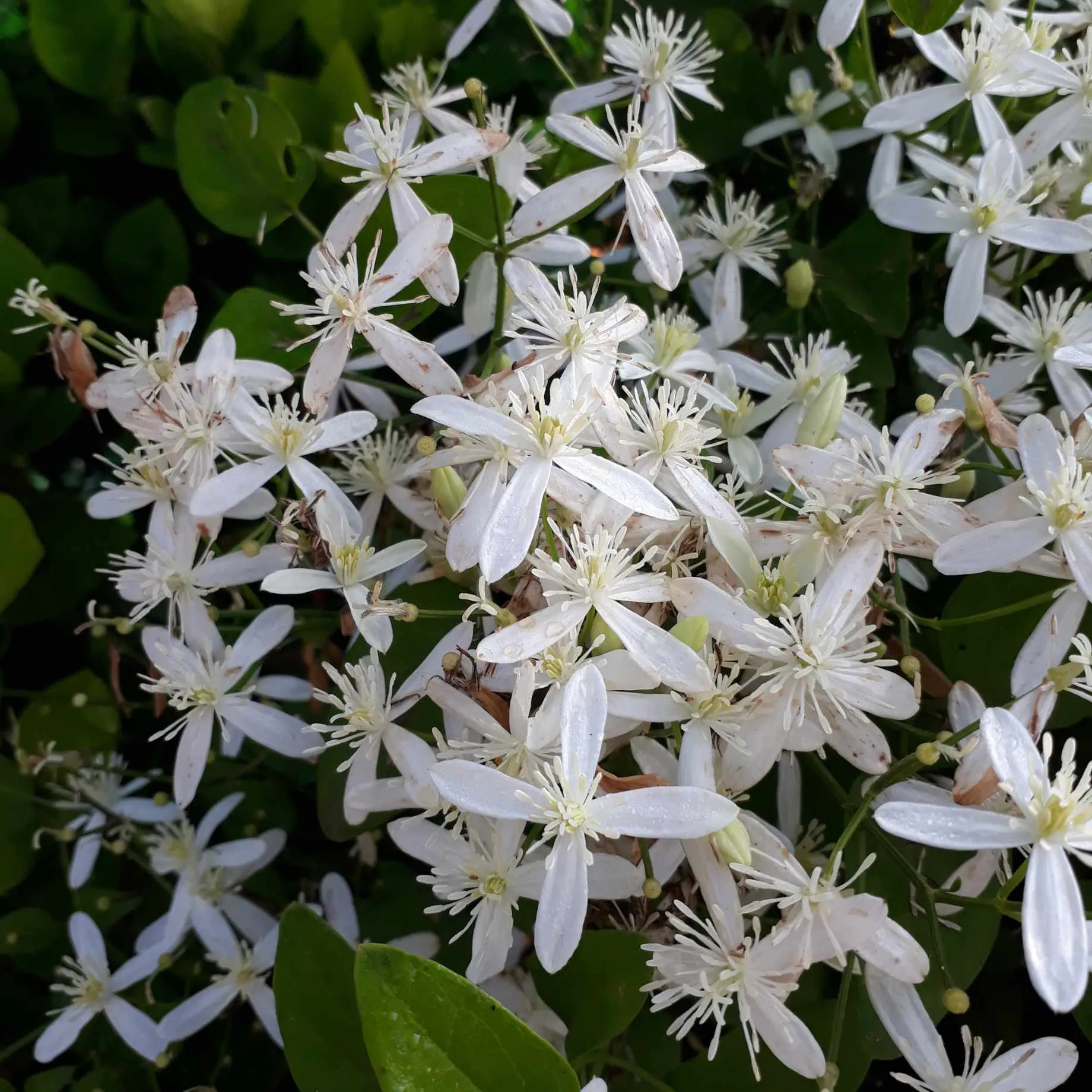 Evergreen Clematis | Clematis armandii 'Snowdrift'