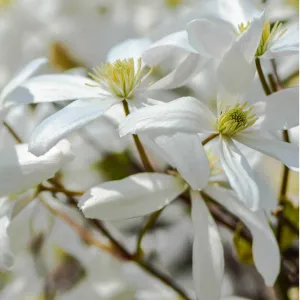 Evergreen Clematis | Clematis armandii 'Snowdrift'